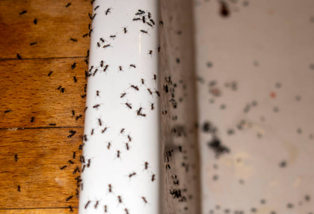 Pest Control for Restaurants in Tekamah, NE